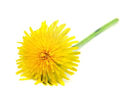 dandelion - taraxacum on a white background
の写真素材