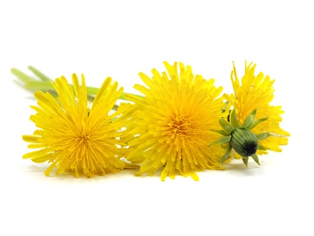 dandelion - taraxacum on a white background
の写真素材