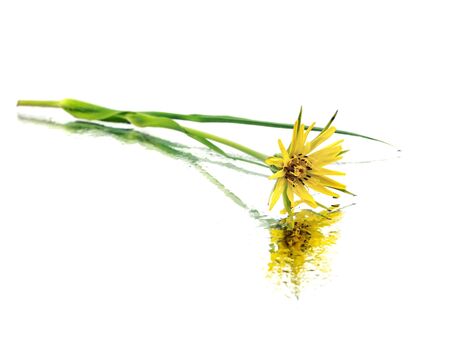yellow wild flowers on a white background with water drops
の写真素材