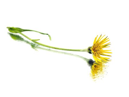 yellow wild flowers on a white background with water drops
の写真素材