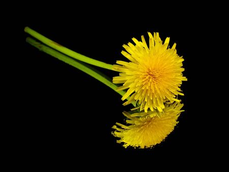 dandelion - taraxacum on a black background with water drops
の写真素材