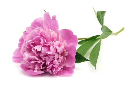 pink peony flower on a white backgroundの写真素材