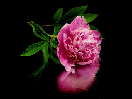 pink peony flower on a black background with water dropsの写真素材