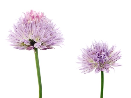 Flowers of chives on a white backgroundの写真素材