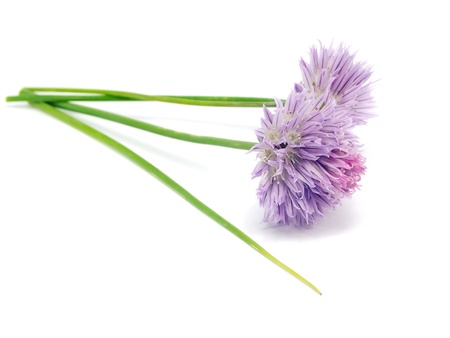 Flowers of chives on a white backgroundの写真素材