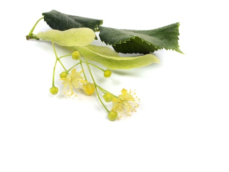 Flowers of linden tree on a white background
の写真素材