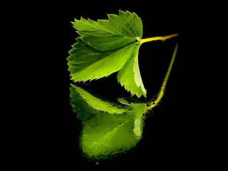 organic strawberries leaf on a black background with water drops 
の写真素材