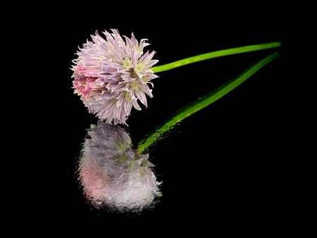 Flowers of chives on a black background with water drops
     の写真素材