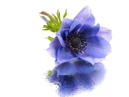 flowers of anemone on a white background with water drops
     の写真素材