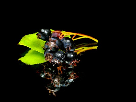 Saskatoon berries with branch on a black backgraund with water drops
     の写真素材