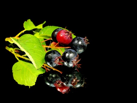 Saskatoon berries with branch on a black backgraund with water drops
     の写真素材