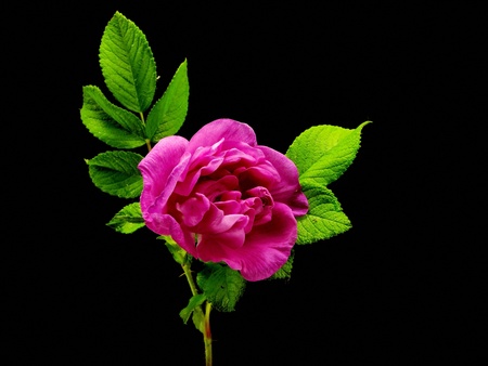 pink dog rose on a black background with water drops
   の写真素材