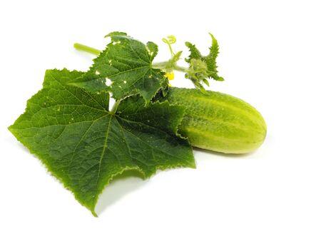 fresh cucumber with leaf on a white background   の写真素材