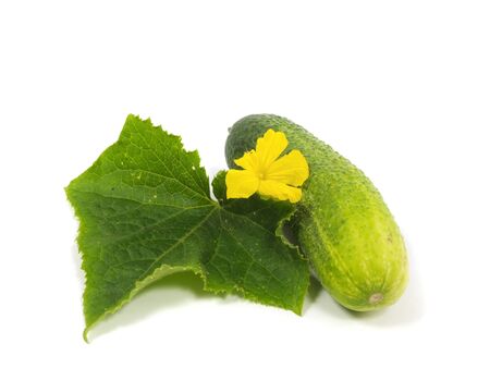 fresh cucumber with leaf on a white background   の写真素材
