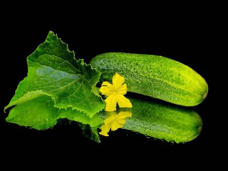 fresh cucumber with leaf on a black background with water drop 
     の写真素材