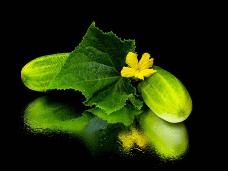 fresh cucumber with leaf on a black background with water drop 
     の写真素材