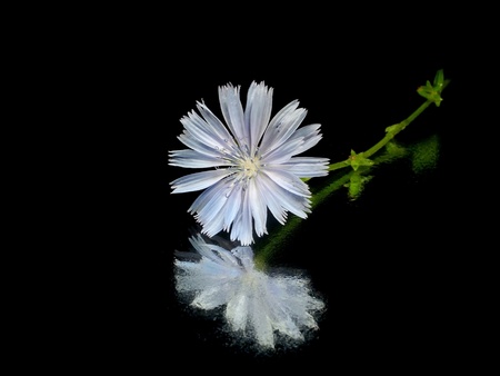  Cichorium intybus flower on a black background with wate dropの写真素材