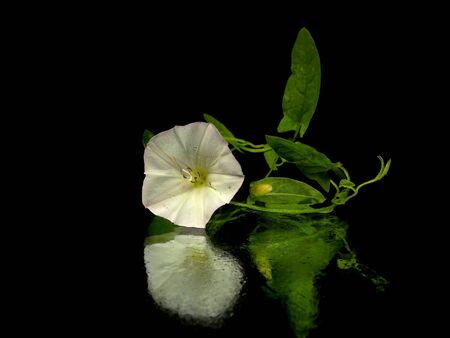 Convolvulus arvensis on a black backgroundの写真素材