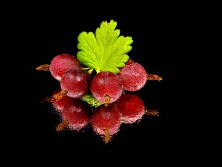 Gooseberries on a black background with water drops
  の写真素材