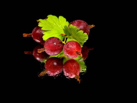 Gooseberries on a black background with water drops  の写真素材