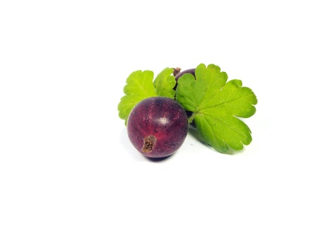Gooseberries on a white background     の写真素材