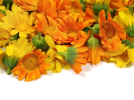 calendula flowers on a the white background 
   の写真素材