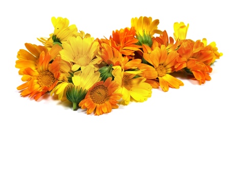 calendula flowers on a the white background 
   の写真素材