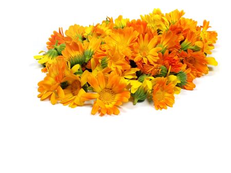calendula flowers on a the white background 
   の写真素材