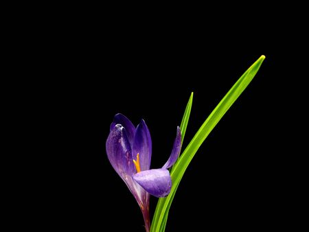 crocus flowers on a black background       の写真素材