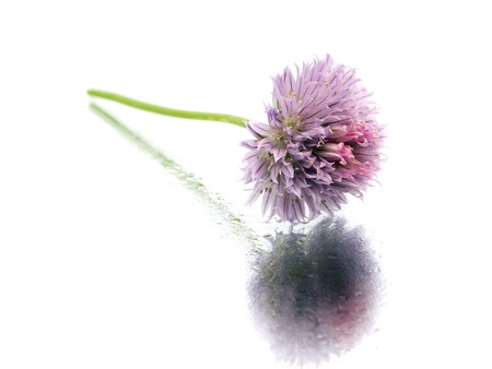 Flowers of chives on a white background with water drop の写真素材