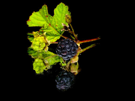 Blackberry with green leaf on a black background with water drop
  の写真素材