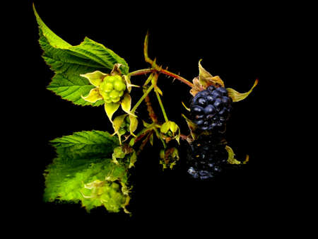 Blackberry with green leaf on a black background with water drop
  の写真素材