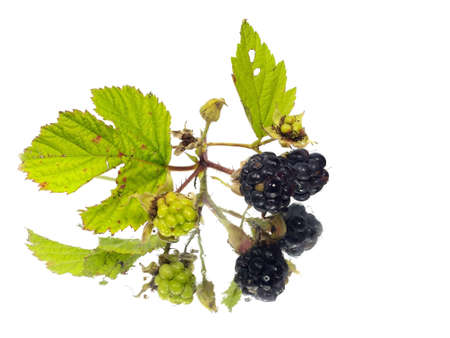 Blackberry with green leaf on a white background with water drop  の写真素材