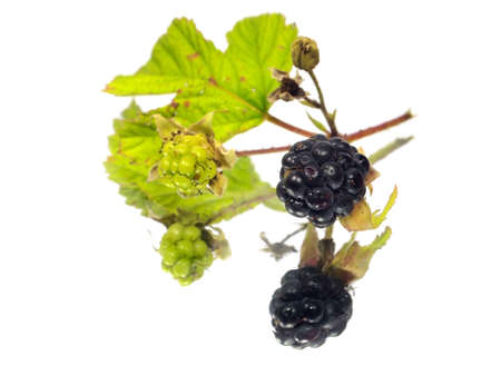 Blackberry with green leaf on a white background with water drop  の写真素材