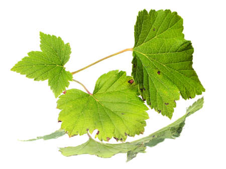 black currant leaves on a white background with water drop      の写真素材