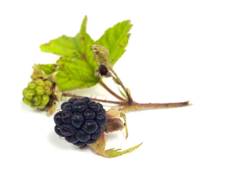 Blackberry with green leaf on a white background 