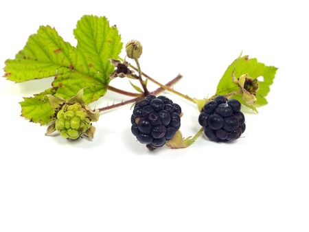 Blackberry with green leaf on a white background の写真素材
