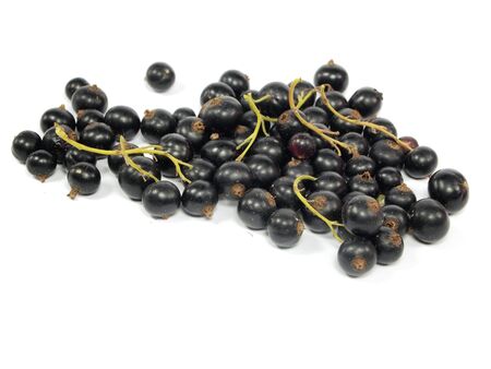 black currant on a white background       の写真素材