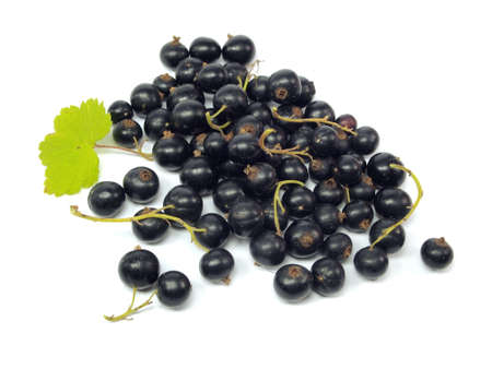 black currant on a white background       の写真素材