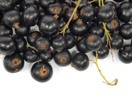black currant on a white background       の写真素材