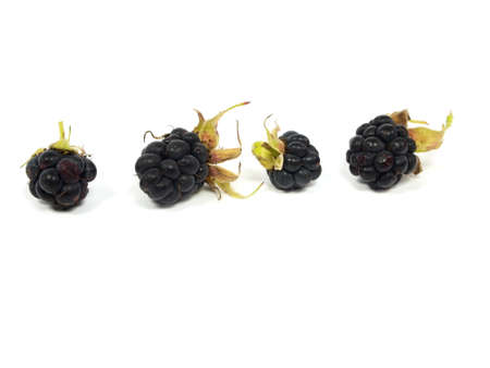 Blackberry on a white background の写真素材