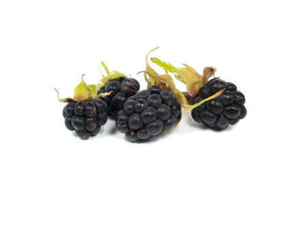 Blackberry on a white background の写真素材