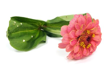 Zinnia flower on a white background
の写真素材