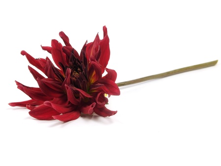 red dahlia flower on a white background
の写真素材