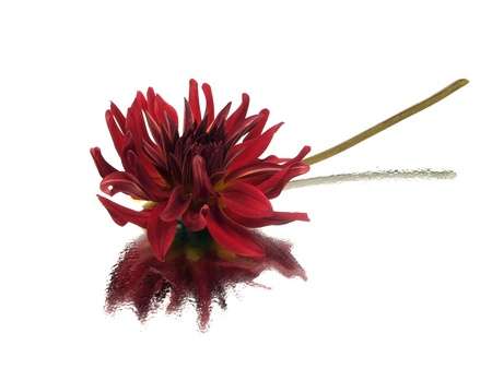 dark red dahlia flower on a white background 
     の写真素材