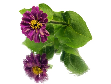Zinnia flower on a white background with water drops
     の写真素材