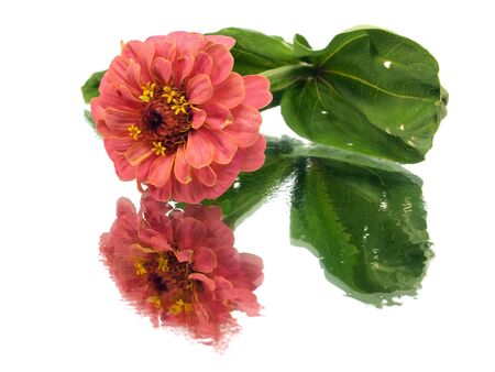 Zinnia flower on a white background with water drops
     の写真素材