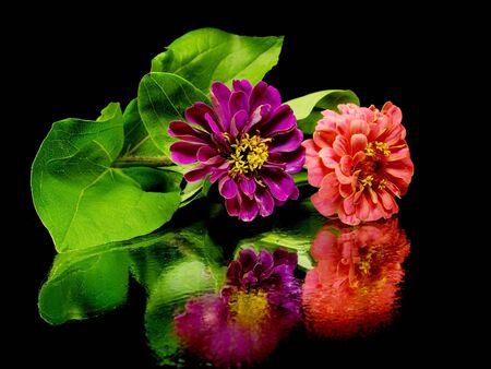 Zinnia flower on a black background with water drops
    の写真素材