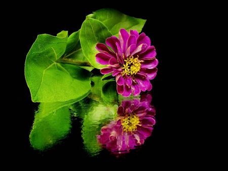 Zinnia flower on a black background with water drops
    の写真素材