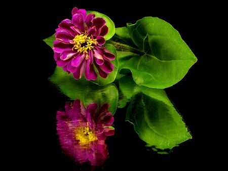Zinnia flower on a black background with water drops
    の写真素材